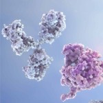 KO/KD-Validated Antibodies