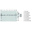 Mycoplasma PCR Detection Kit (10 rxns)