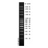 100 bp DNA Ladder II (2× 250µl)