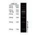 1 kb DNA Ladder (4× 250µl)