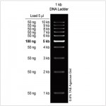 1 kb DNA Ladder (500 μl)