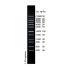 1 kb DNA Ladder II (2× 250µl)