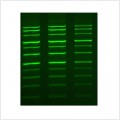 LiGreen™ DNA Gel Stain (500 μl)