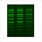 LiGreen™ DNA Gel Stain (500 μl)