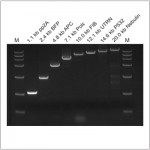 LiScript™ First-Strand cDNA Synthesis Kit (+gDNA wiper) (50 rxns)
