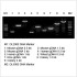 2× LiTaq™ Plus PCR Master Mix (+Dye) (5× 1ml)