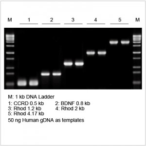 2× LiTaq™ PCR Master Mix (+Dye) (5× 1ml)