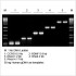 2× LiTaq™ PCR Master Mix (+Dye) (5× 1ml)