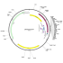 Human SUPT6H (BC150268) cDNA Clone in pBluescript II SK+