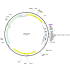 Human AJUBA (BC034968) cDNA Clone in pBluescriptR