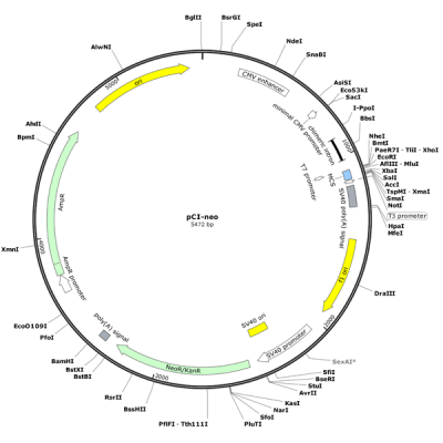 Human APEX1 (BC095428) cDNA Clone in pCI-neo
