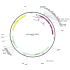 Human CDH5 (BC096363) cDNA Clone in pCR-BluntII-TOPO