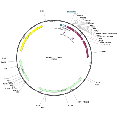 Human SUPT6H (BC136522) cDNA Clone in pCR-XL-TOPO