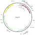 Human TMEM75 (BC137385) cDNA Clone in pCR4-TOPO