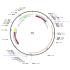 Human C4A (BC146673) cDNA Clone in pCS6