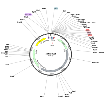 Human IL22 (BC066263) cDNA Clone in pDNR-Dual