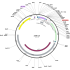 Human IL7R (BC069999) cDNA Clone in pDNR-Dual
