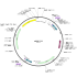 Human ADRB2 (BC073856) ORF Clone in pDONR223