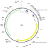 Human CSF2RA (BC071835) cDNA Clone in pOTB7