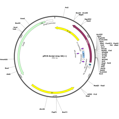 Human CTLA4 (BC069566) cDNA Clone in pPCR-Script Amp SK(+)