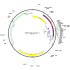 Human CTLA4 (BC069566) cDNA Clone in pPCR-Script Amp SK(+)