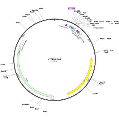 Human DNMT1 (BC092517) cDNA Clone in pT7T3D-PacI