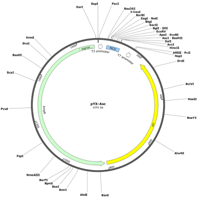 Human ETFA (BC095457) cDNA Clone in pYX-Asc