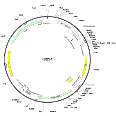 Human HTR2C (BC095543) cDNA Clone in pcDNA3.1