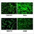 LiFect2K™ Transfection Reagent (1 ml)