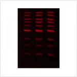 LiGreen™ Red DNA Gel Stain (500 µl)