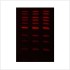 LiGreen™ Red DNA Gel Stain (500 µl)