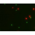 LiFluor™ Mammalian Cell Viability Kit (1000 rxns)