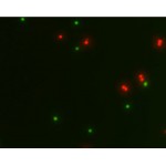 LiFluor™ Mammalian Cell Viability Kit (1000 rxns)