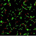 LiFluor™ Bacteria Cell Viability Kit (1000 rxns)