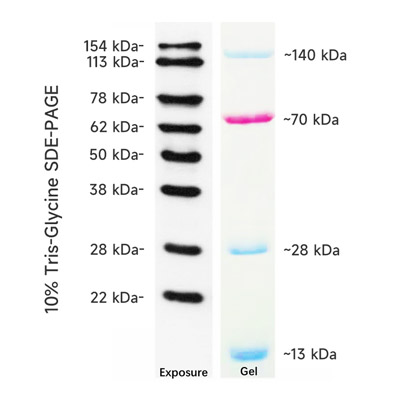 Western Protein Marker, 12-154 kDa (2× 250μl)