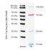 Western Protein Marker, 12-154 kDa (2× 250μl)