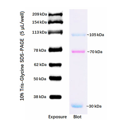 Western Protein Marker, 30-209 kDa (2× 250μl)