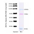 Western Protein Marker, 30-209 kDa (2× 250μl)