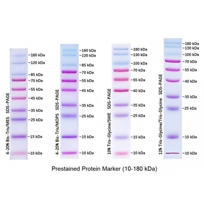 Prestained Protein Marker, 10-180 kDa (2× 250μl)