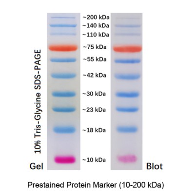 Prestained Protein Marker, 10-200 kDa (2× 250μl)