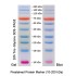 Prestained Protein Marker, 10-200 kDa (2× 250μl)