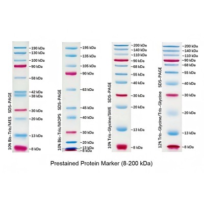 Prestained Protein Marker, 8-200 kDa (2× 250μl)