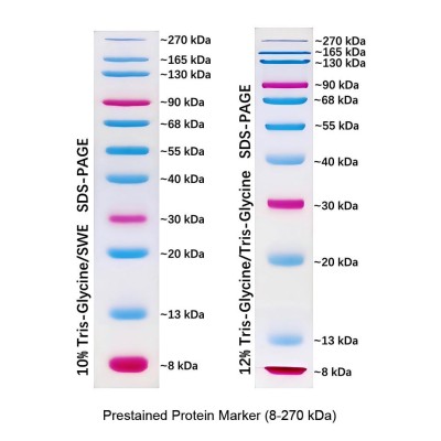 Prestained Protein Marker, 8-270 kDa (2× 250μl)