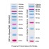 Prestained Protein Marker, 8-270 kDa (2× 250μl)