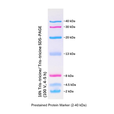 Prestained Protein Marker, 2-40 kDa (2× 250μl)
