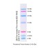 Prestained Protein Marker, 2-40 kDa (2× 250μl)