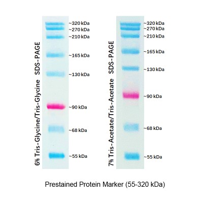 Prestained Protein Marker, 55-320 kDa (2× 250μl)