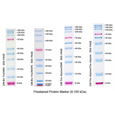 Prestained Protein Marker, 8-195 kDa (2× 250μl)