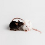 FcRn/Albumin双基因人源化小鼠（每只）