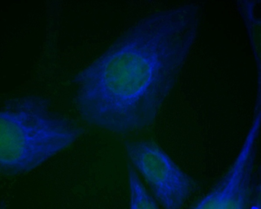 lifluor 350 Goat Anti-Mouse IgG